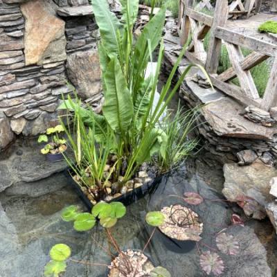 Ogrodowe Inspiracje 22 Ogrodowe Inspiracje 22